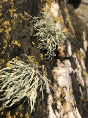 Ramalina siliquosa