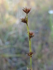Scleria verticillata