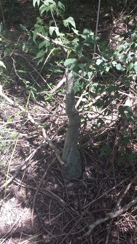 Adenia firingalavensis