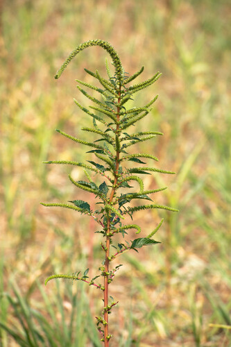Amaranthus palmeri iNat (1)