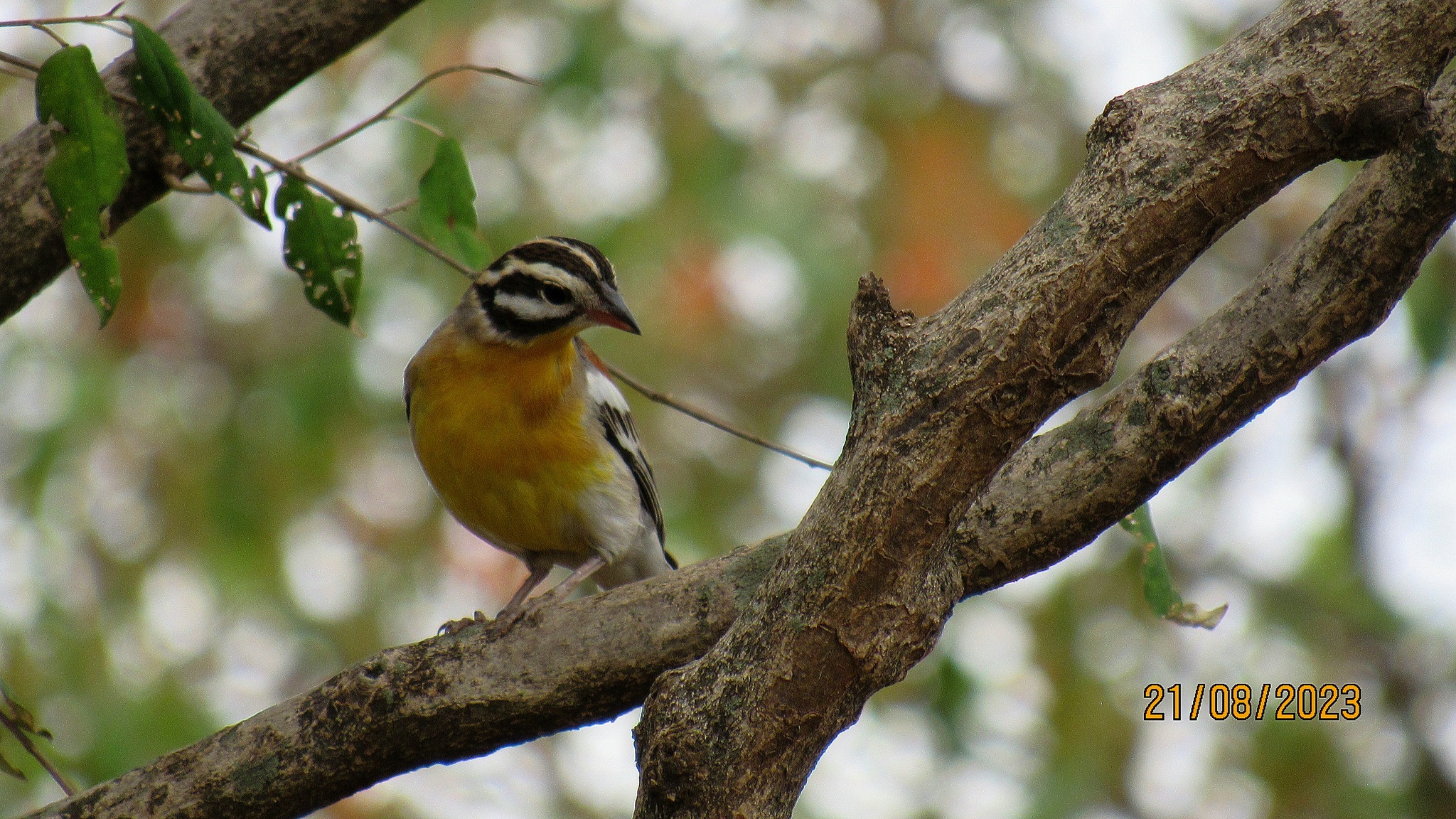 Golden-breasted Bunting