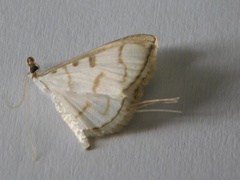 Lamprophaia