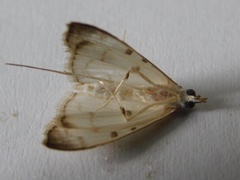 Lamprophaia