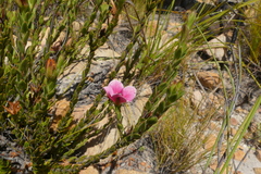 Acmadenia