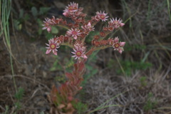 Sempervivum caucasicum