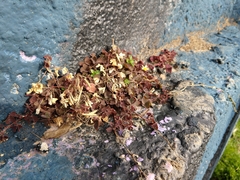 Oxalis corniculata