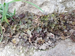 Oxalis corniculata