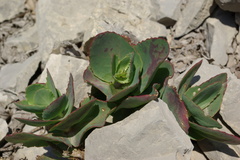 Hylotelephium caucasicum