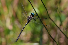 Eusynthemis aurolineata
