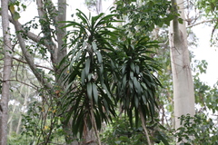 Cordyline rubra