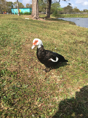 Cairina moschata domestica