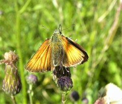 Thymelicus sylvestris
