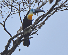 Ramphastos vitellinus