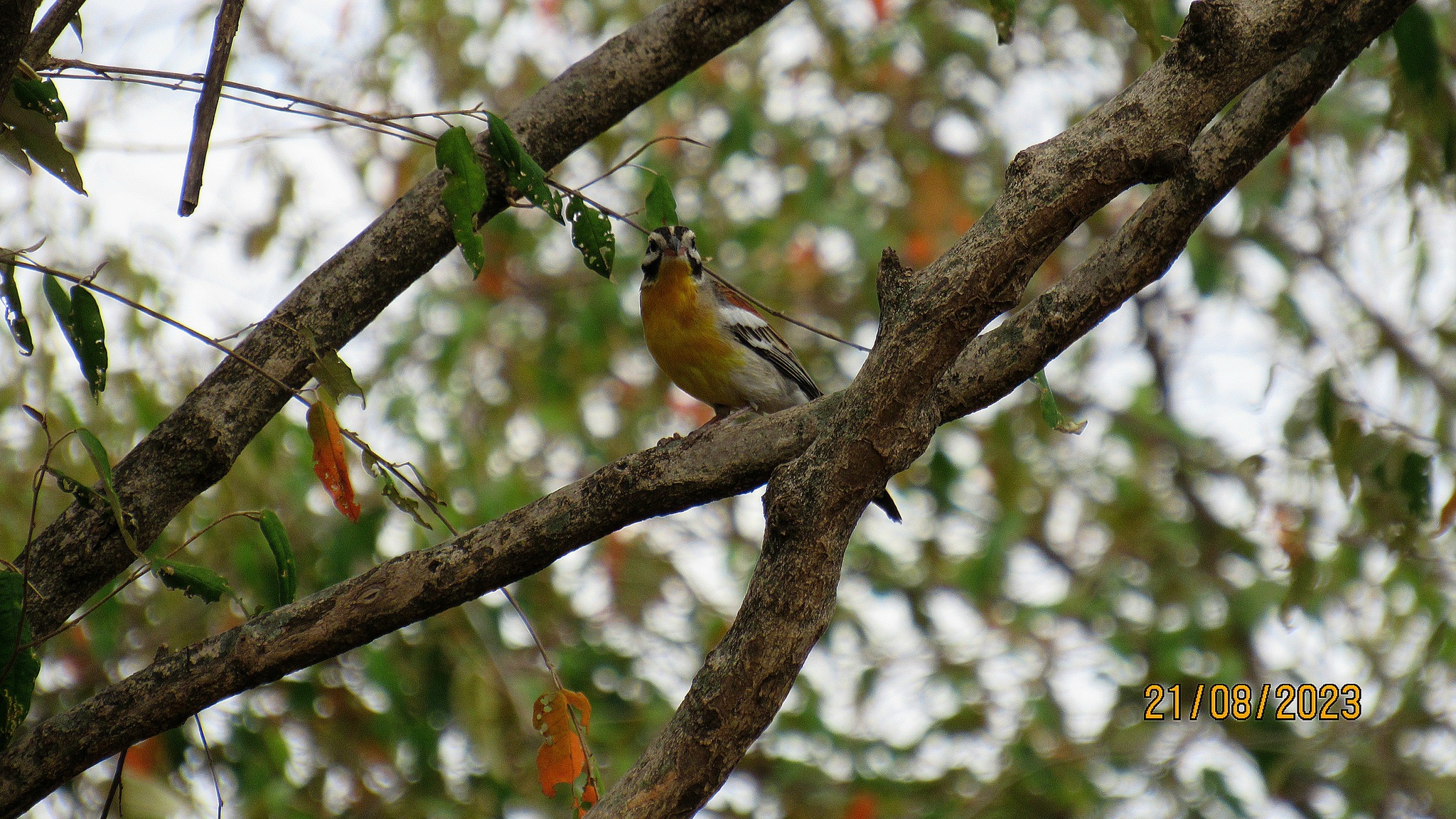 Golden-breasted Bunting