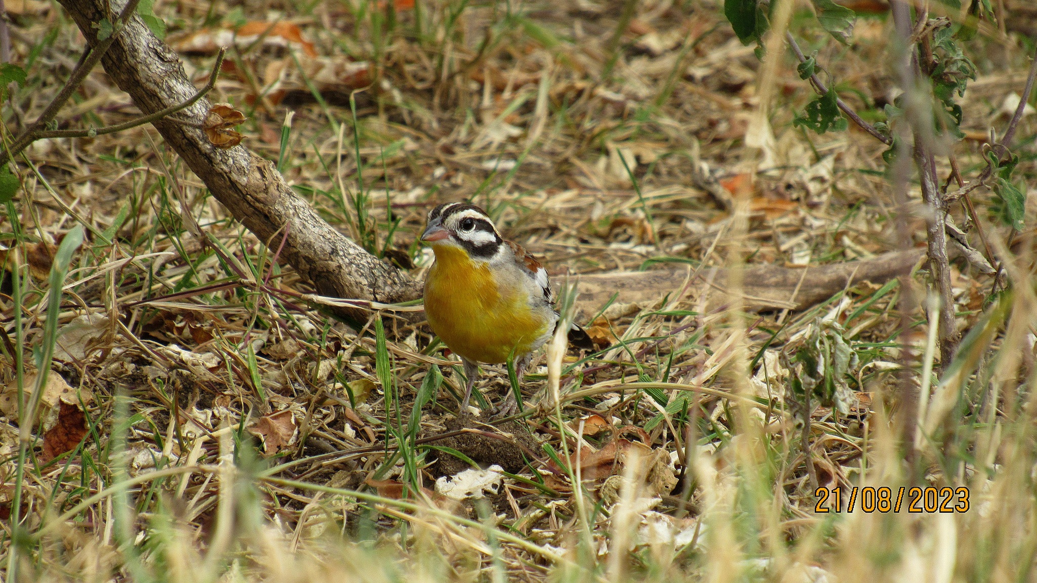 Golden-breasted Bunting