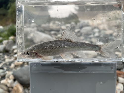 Leopard dace (Rhinichthys falcatus) — Cyprinidae — 5