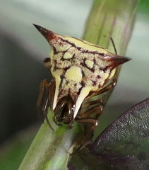 Orb weavers