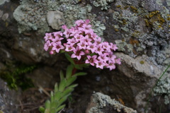 Prometheum pilosum