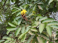 Markhamia obtusifolia image