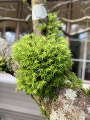 Orthotrichum consimile