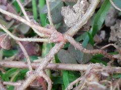 Oxalis corniculata