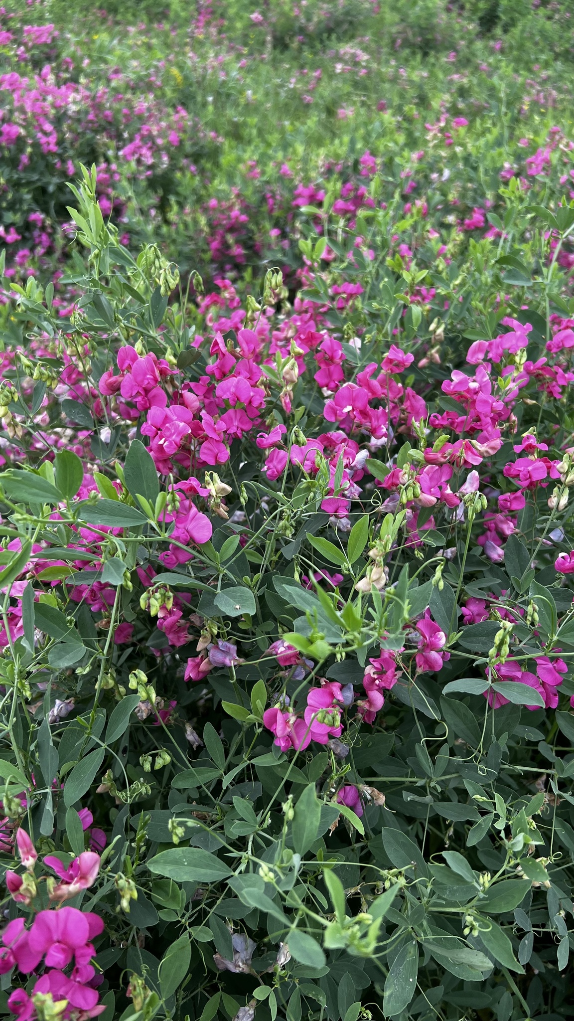 Lathyrus tuberosus