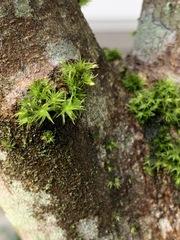 Orthotrichum consimile