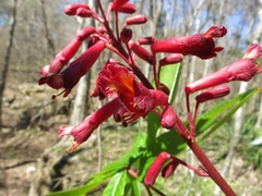 Aesculus pavia pavia