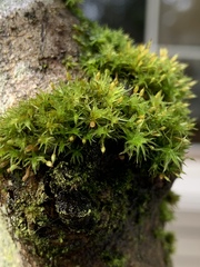 Orthotrichum consimile