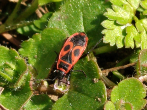 Cifruša Bezkrídla (Pyrrhocoris apterus)