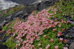 Phedimus stevenianus