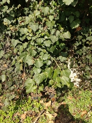 Hedera helix