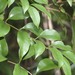 Ripogonum brevifolium - Photo (c) Ian McMaster, algunos derechos reservados (CC BY-NC), subido por Ian McMaster