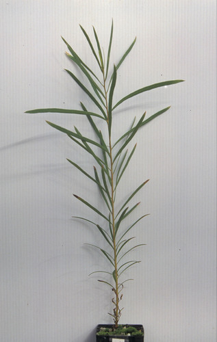 Eucalyptus ultima
