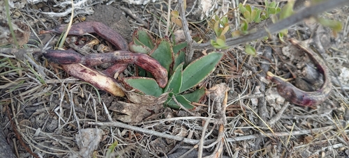 Echeveria schaffneri