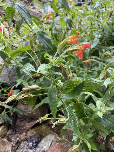 Erythranthe cinnabarina (Erythranthe cinnabarina)