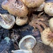 Sharp-scaly Pholiota - Photo (c) Mike Dechter, some rights reserved (CC BY), uploaded by Mike Dechter