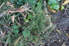 Lepidium desvauxii