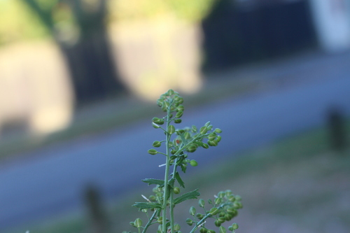 Image of Bushy Peppercress (Lepidium desvauxii) by (c) Joe Potter Butler, some rights reserved (CC BY)