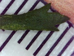 Lepidium desvauxii