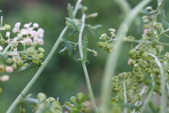 Lepidium desvauxii