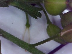 Lepidium desvauxii