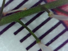Lepidium desvauxii