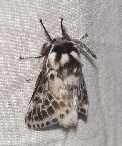Podila Insect Podalia pedaciodes · iNaturalist