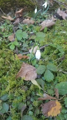 Galanthus nivalis