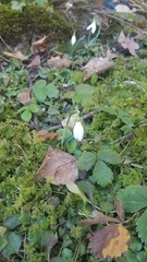 Galanthus nivalis