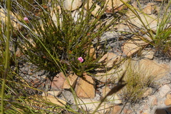 Acmadenia