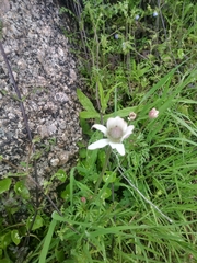 Anemone tuberosa
