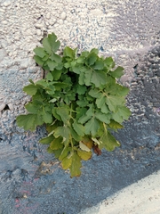 Chelidonium majus