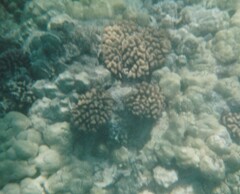 Image of Pocillopora meandrina